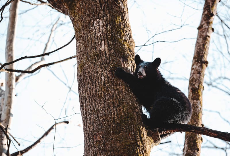 Keys To Wester Black Bear Hunting Success