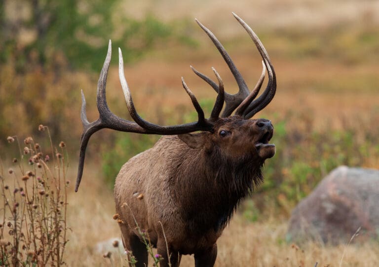 Mastering Early Season Elk Hunting: Strategies For Success